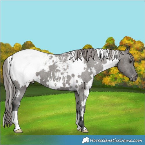 Horse Color:White Spotted Grullo Appaloosa 