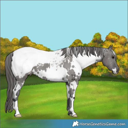 Horse Color:White Spotted Grullo Appaloosa 