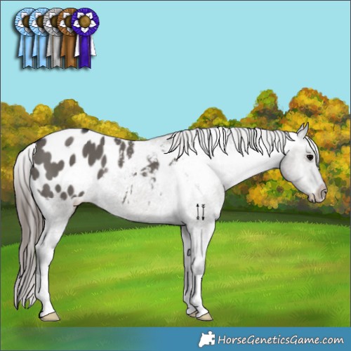 Horse Color:Grullo Appaloosa 