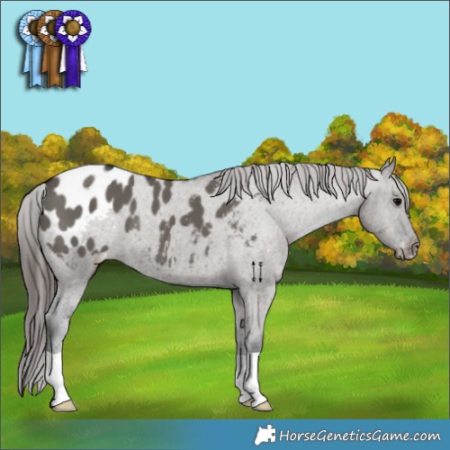 Horse Color:Grullo Appaloosa 