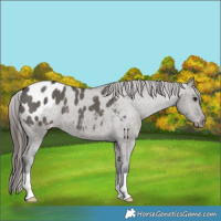 Horse Color:Grullo Appaloosa