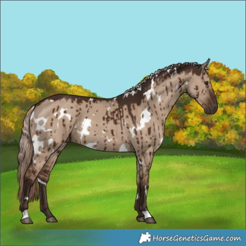 Horse Color:White Spotted Liver Red Dun Brindle 