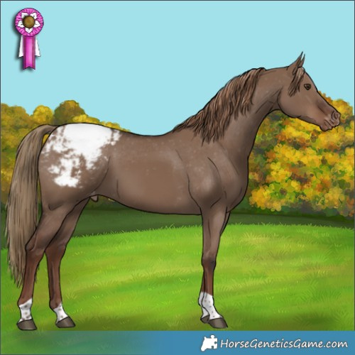 Horse Color:Liver Red Dun Tobiano Appaloosa 
