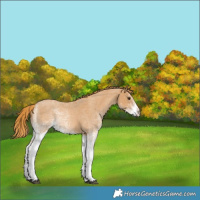 Horse Color:White Spotted Red Roan 