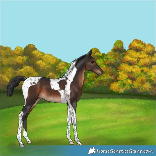 Horse Color:Brown Tobiano 