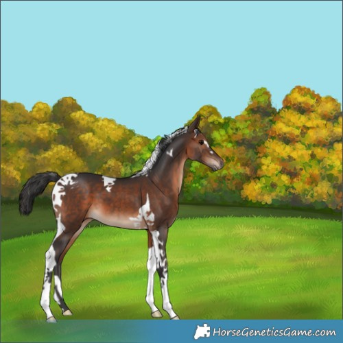 Horse Color:Brown Sabino Tobiano 