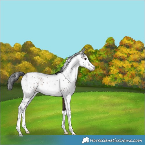 Horse Color:Brown Sabino 