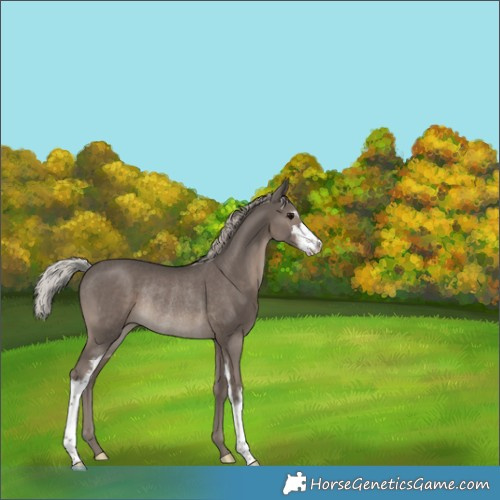 Horse Color:Silver Black Sabino Rabicano 