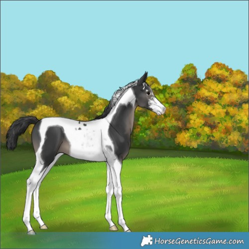Horse Color:Black Sabino Tobiano 