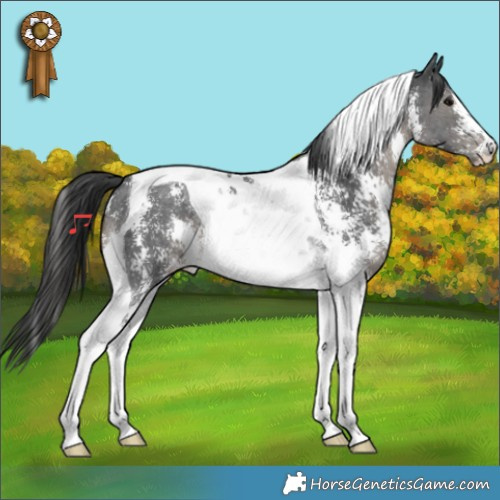 Horse Color:Black Sabino Tobiano 