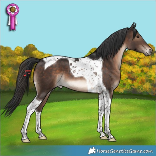 Horse Color:Brown Tobiano 