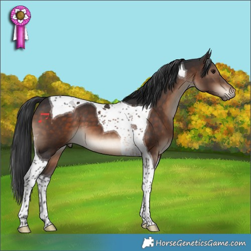 Horse Color:Brown Tobiano 