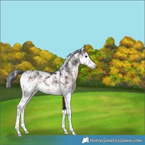 Horse Color:Brown Sabino 