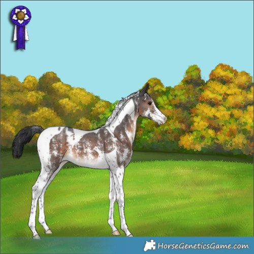 Horse Color:Brown Sabino Tobiano 