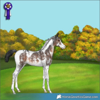 Horse Color:Brown Sabino Tobiano 