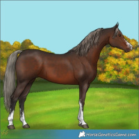 Horse Color:Liver Chestnut Mushroom Sabino 