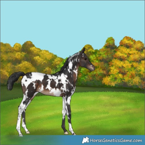 Horse Color:White Spotted Brown 