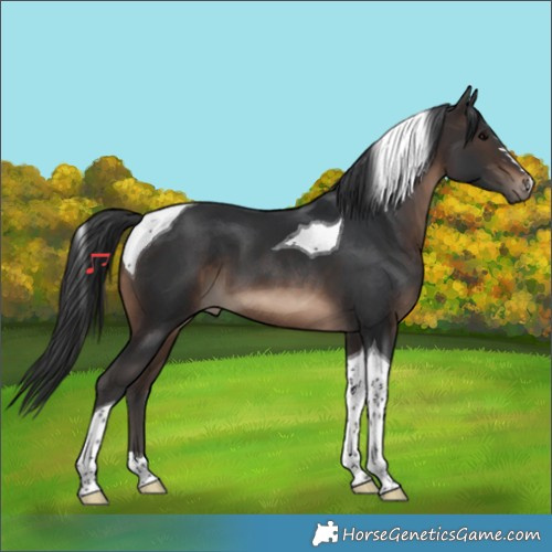 Horse Color:Brown Tobiano 