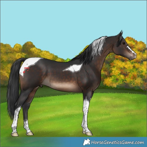 Horse Color:Brown Tobiano 
