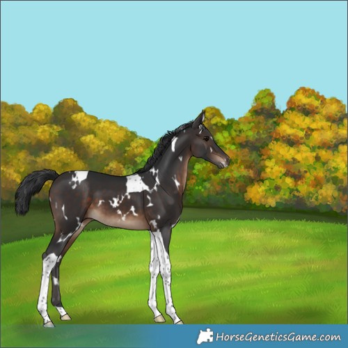 Horse Color:White Spotted Brown Tobiano 