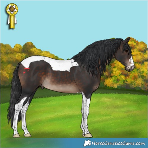 Horse Color:Brown Tobiano 