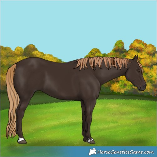 Horse Color:Liver Chestnut 