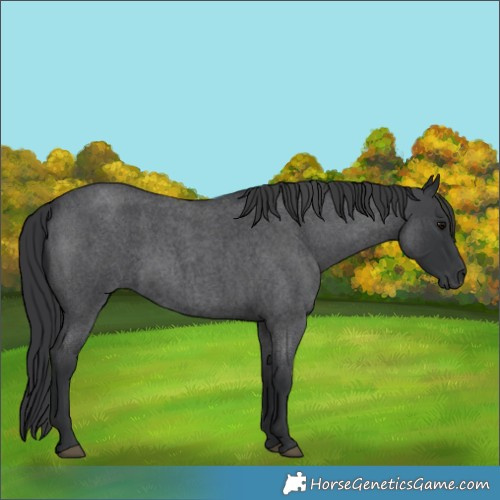 Horse Color:Blue Roan 