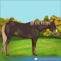 Horse Color:Liver Chestnut Frame 