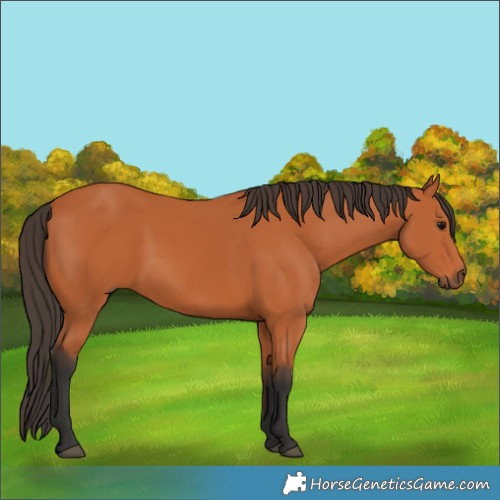 Horse Color:Bay 
