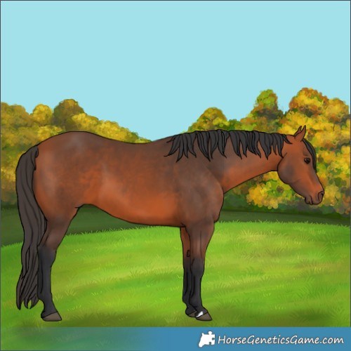 Horse Color:Bay 