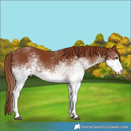 Horse Color:White Spotted Chestnut