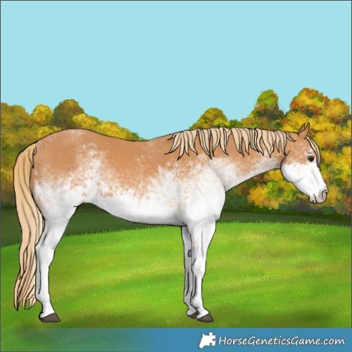 Horse Color:White Spotted Chestnut 