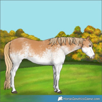 Horse Color:White Spotted Chestnut 