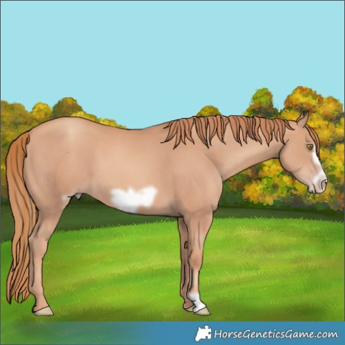Horse Color:Gold Champagne Frame 