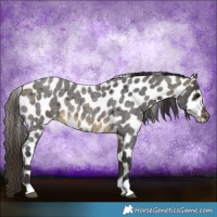 Horse Color:Buckskin Roan Appaloosa Rabicano 