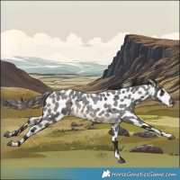 Horse Color:Buckskin Roan Appaloosa Rabicano 
