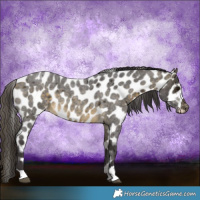 Horse Color:Buckskin Roan Appaloosa Rabicano 