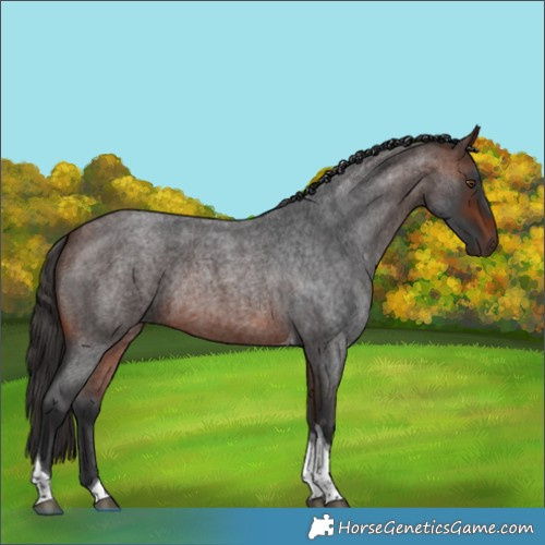 Horse Color:Brown Roan Tobiano Rabicano 