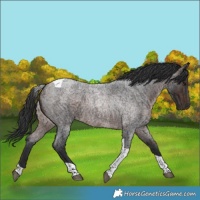 Horse Color:Brown Roan Tobiano Rabicano