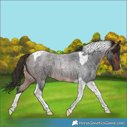 Horse Color:Brown Roan Tobiano Rabicano 