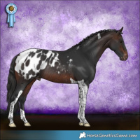 Horse Color:Brown Tobiano Appaloosa Rabicano