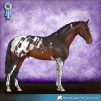 Horse Color:Brown Tobiano Appaloosa Rabicano 