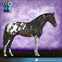 Horse Color:Brown Tobiano Appaloosa Rabicano 