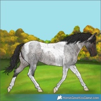 Horse Color:Brown Roan Tobiano Rabicano