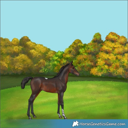 Horse Color:Brown Tobiano Rabicano 