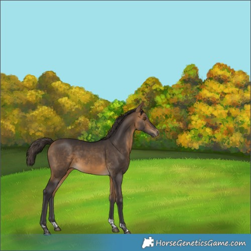 Horse Color:Buckskin Tobiano 