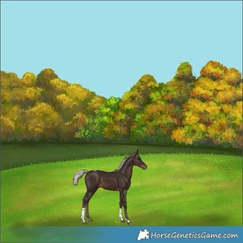 Horse Color:Silver Brown Tobiano 