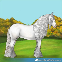 Horse Color:Chocolate Palomino Appaloosa Rabicano 