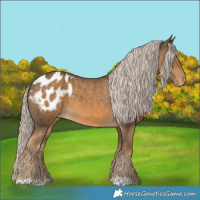 Horse Color:Chocolate Palomino Appaloosa