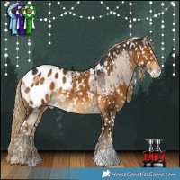 Horse Color:Liver Red Dun Splash Appaloosa Brindle and Chocolate Palomino Appaloosa